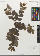 Foto von Salix myrsinifolia Salisb.